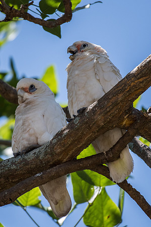 Little Corella