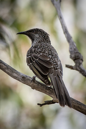 Little Wattlebird
