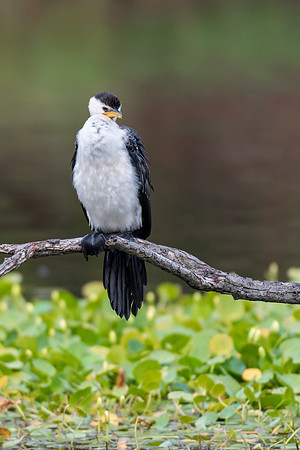 Little Pied Cormorant