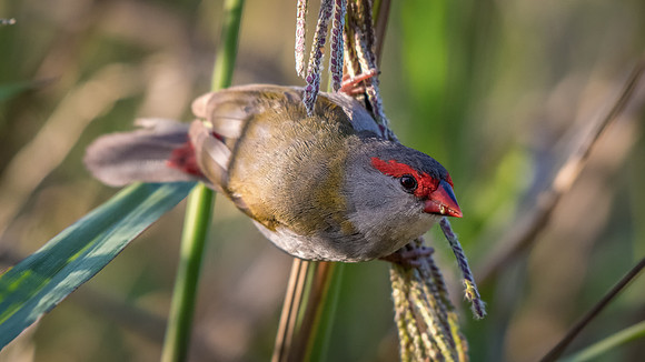 Red-browed Finch