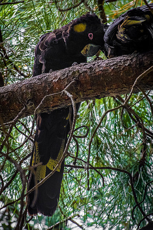 Yellow-tailed Black-Cockatoo