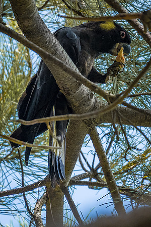Yellow-tailed Black-Cockatoo