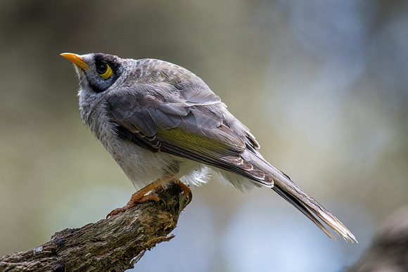 Noisy Miner