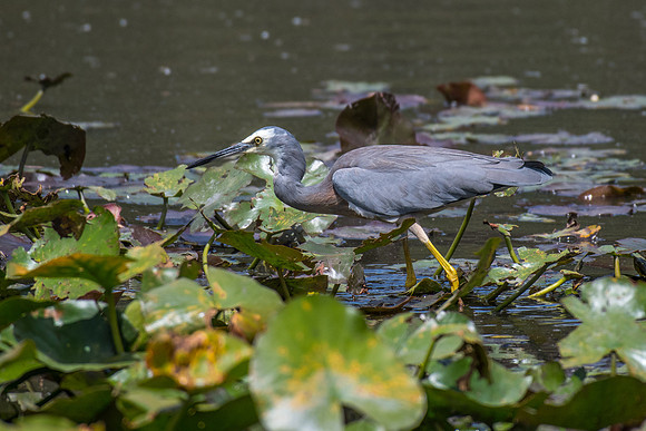 White-faced Heron