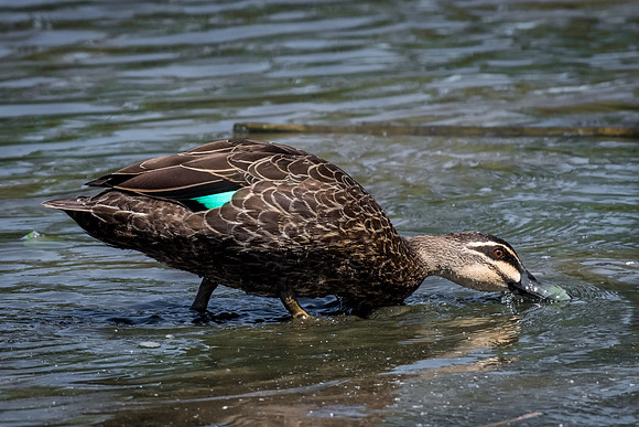 Pacific Black Duck