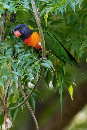 Rainbow Lorikeet