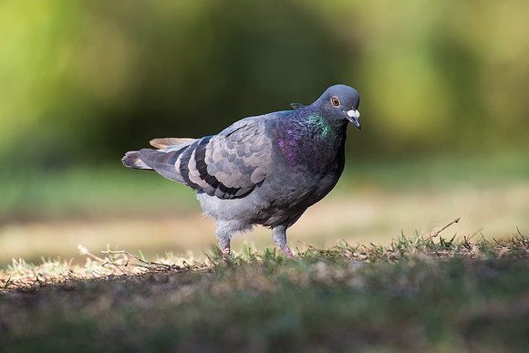 Rock Dove