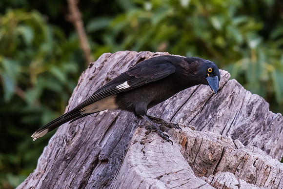 Pied Currawong