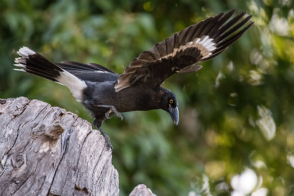Pied Currawong