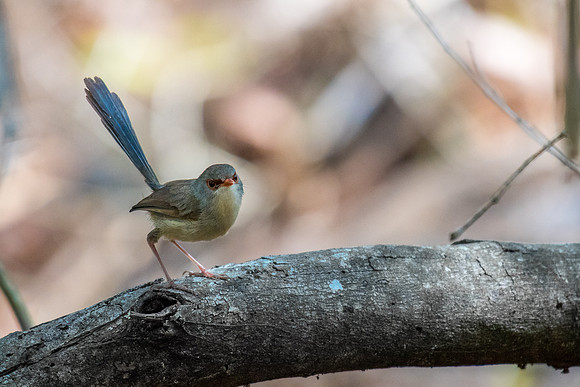 Superb Fairy-wren