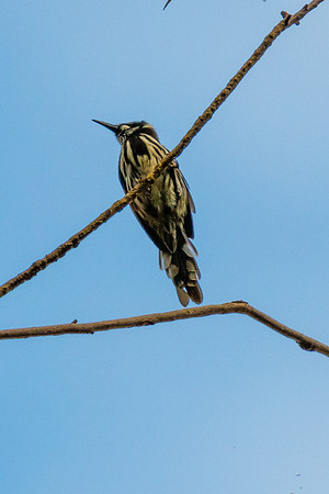New Holland Honeyeater