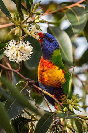 Rainbow Lorikeet