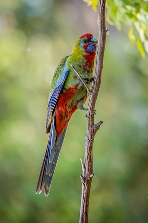 Crimson Rosella