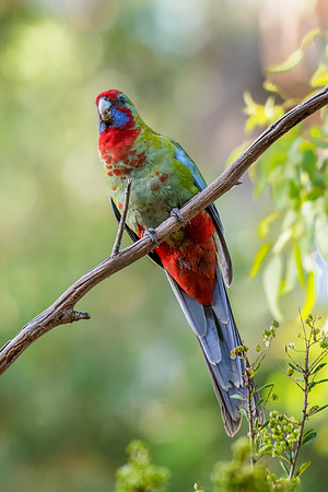 Crimson Rosella