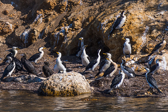 Little Pied Cormorant