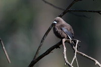 Dusky Woodswallow