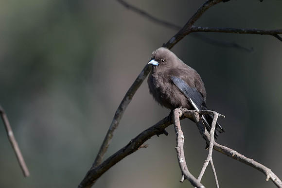 Dusky Woodswallow