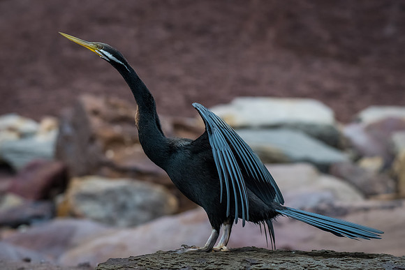 Australasian Darter