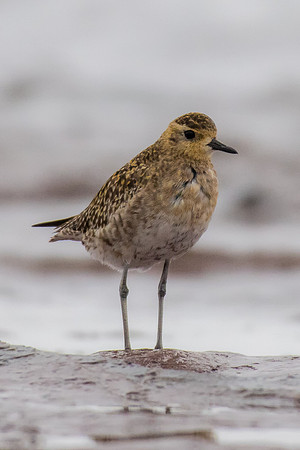 Pacific Golden-plover