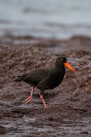 Sooty Oystercatcher