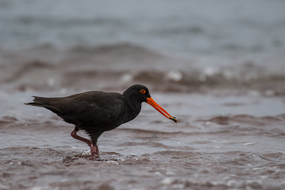 Sooty Oystercatcher