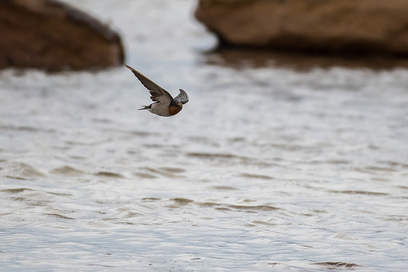 Welcome Swallow
