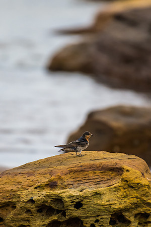 Welcome Swallow