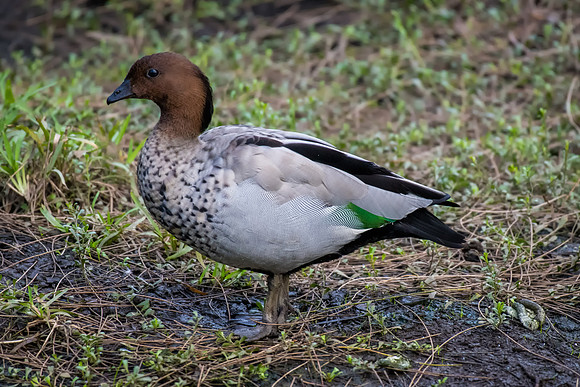 Australian Wood Duck