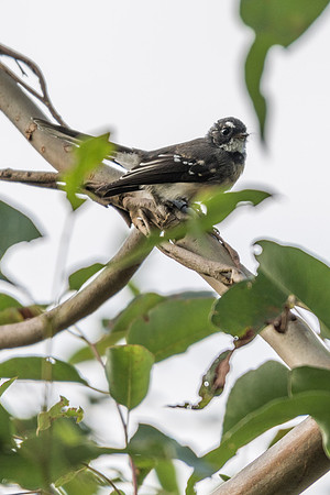 Gray Fantail