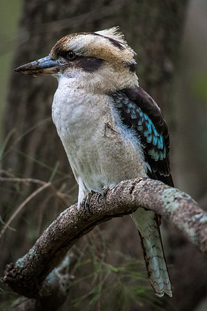 Laughing Kookaburra
