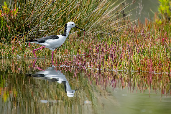 Pied Stilt