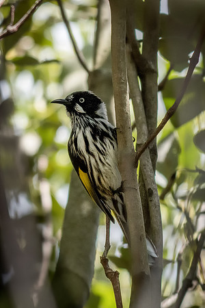 New Holland Honeyeater