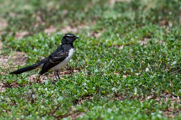 Willie Wagtail