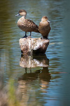 Grey Teal