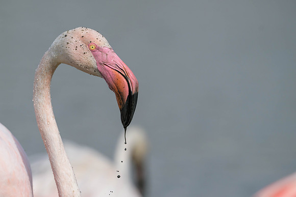 Greater Flamingo