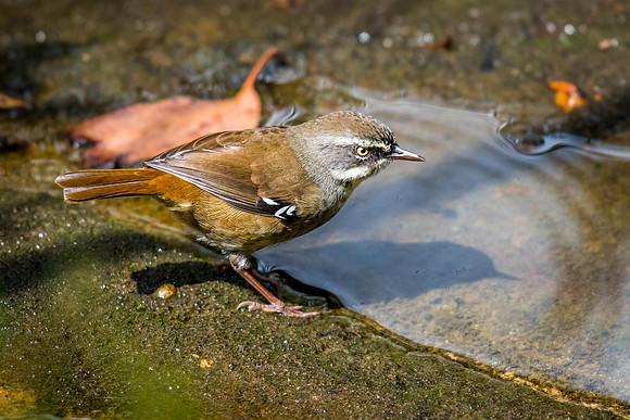 White-Browed Scrubwren