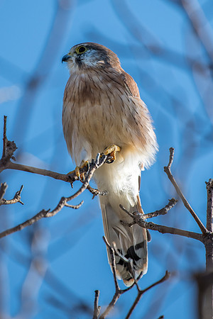 Nankeen Kestrel