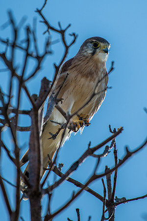Nankeen Kestrel