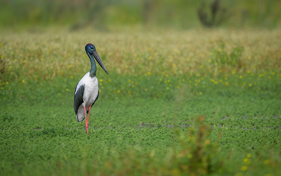 Black-necked Stork