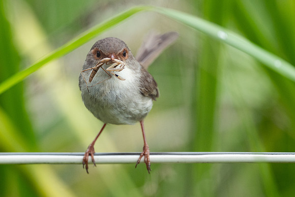 Superb Fairywren