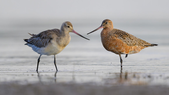 Bar-tailed Godwit