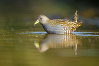 Australian Spotted Crake