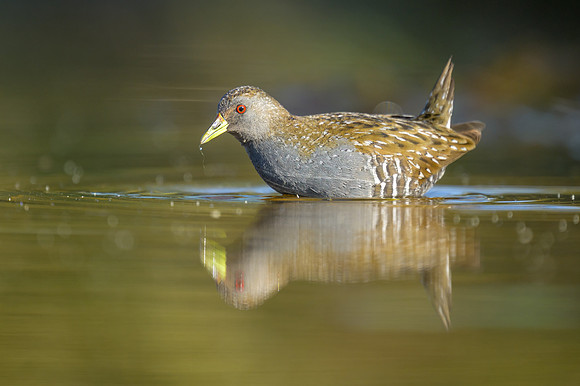 Australian Spotted Crake