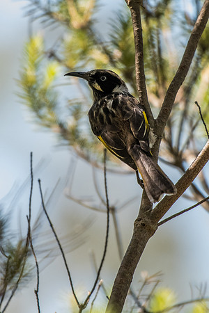 New England Honeyeater
