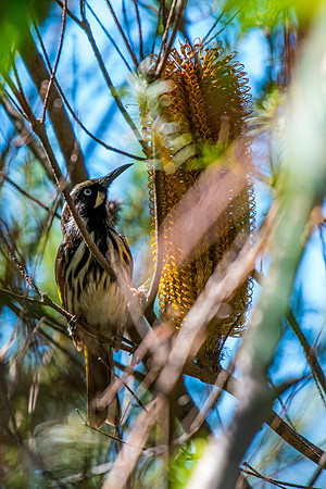 New England Honeyeater