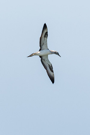 Australasian Gannet