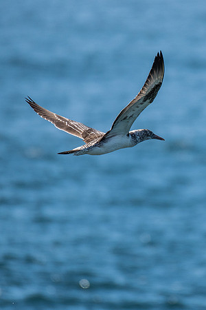 Australasian Gannet