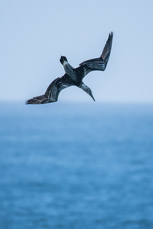 Australasian Gannet
