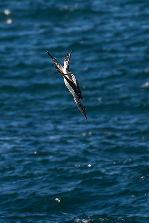 Australasian Gannet
