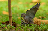 Eared Dove
